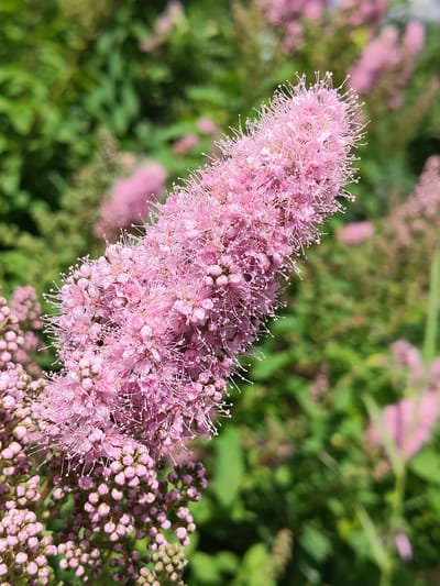 A close-up, vertical shot showcases a cluster of fluffy pink flowers with delicate white stamens. The flowers are the focal point, with a blurred green background of foliage and other pink blooms, suggesting a garden or natural setting. The image was captured in Venyukovo, Russia.