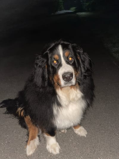 A Bernese Mountain Dog is sitting on asphalt, looking at the camera with its eyes reflecting light. The dog has black, white, and brown fur. It is outdoors at night, with a dark background of trees and a faint path visible in the distance. The scene appears to be in Fasivocheka, Ukraine.
