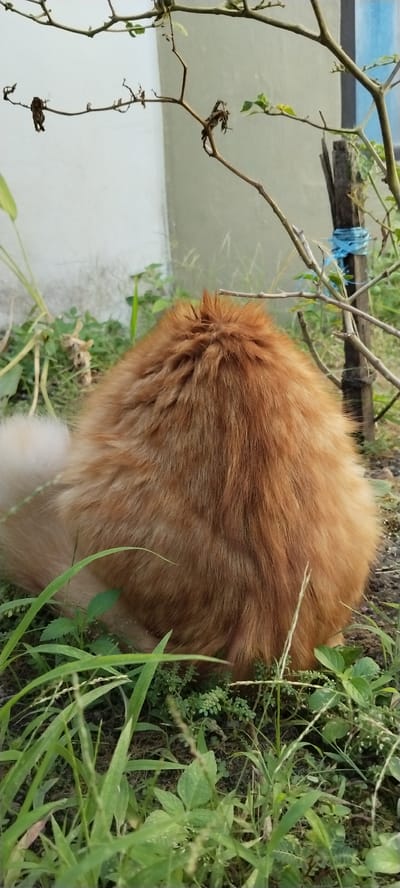 A fluffy, ginger-colored cat is the primary subject of this close-up shot, shown from the rear. The cat's back and tail are the most prominent features, with its fur appearing thick and slightly tousled. A hint of its tail, which is light cream or white, is visible to the left of its body. The cat is situated outdoors, amidst lush green grass and foliage, suggesting a natural, possibly garden or park-like setting.
Behind the cat, bare branches of a plant reach upwards, some of them appearing dry and twiggy, while others show small, new green leaves. A wooden post, secured with a bright blue tie, stands to the right, indicating some form of outdoor support or fencing. In the background, a plain, light-colored wall is visible, possibly the side of a building.
The lighting suggests it is daytime, with soft, diffused light, perhaps indicating an overcast day or late afternoon. The overall mood is calm and peaceful, with the cat seemingly undisturbed in its environment. There are no visible people or text in the image. The setting is likely a residential outdoor space in Duman, Indonesia.