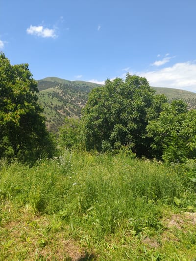 The image depicts a rural landscape with a clear blue sky dotted with white clouds. In the foreground, a dense growth of lush green grass and various wildflowers covers the ground. Beyond this, several large, leafy trees dominate the midground, their branches extending upwards. In the background, a verdant, undulating hillside is visible, sparsely populated with smaller trees and shrubs, suggesting a natural, undeveloped environment. The scene appears to be a tranquil, outdoor setting, possibly a meadow or the outskirts of a forest, with the hilly terrain characteristic of the region around Solak, Armenia. There are no people or man-made structures immediately apparent in the image.