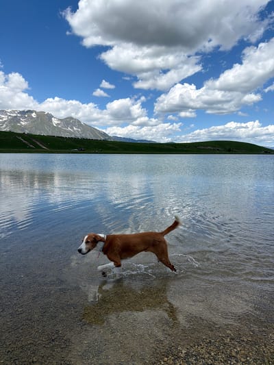 The image presents a wide outdoor landscape featuring a dog walking in a clear mountain lake under a bright blue sky with scattered clouds, set in Javorje, Montenegro.

In the foreground, a medium-sized, short-haired dog, predominantly brown with white markings on its muzzle, forehead, neck, chest, paws, and the tip of its tail, walks from right to left through the shallow, transparent water. It wears a light-colored collar. Its legs are partially submerged, creating small splashes and ripples on the water's surface. The lakebed, visible beneath the clear water, consists of numerous small, light and dark pebbles.

The mid-ground is dominated by the calm surface of the lake, which exhibits gentle ripples and reflects the overhead sky and clouds.

In the background, two distinct landforms frame the lake. To the left, a range of mountains rises, displaying partially snow-capped peaks and green lower slopes. On one of these green slopes, a discernible dirt track or path traverses horizontally, lined with what appear to be multiple tents or vehicles, and several small figures identified as people are gathered in clusters. To the right, a verdant, rounded hill completes the horizon line, devoid of snow.

The sky above is a brilliant blue, populated by numerous fluffy white cumulus clouds of various sizes. A faint, thin white contrail from an aircraft is visible stretching diagonally in the upper right quadrant of the sky. The overall lighting suggests bright daylight conditions.