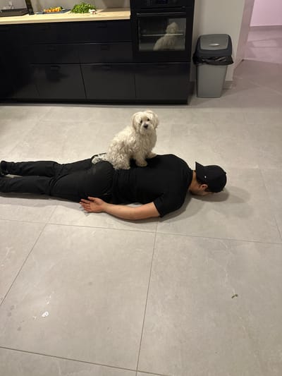 In a kitchen located in Épinay-sur-Seine, France, an adult individual lies prone on a light grey tiled floor. The individual wears dark-colored clothing, including a short-sleeved shirt, pants, and a dark baseball cap worn backward. Their head is turned to the right, and arms are extended slightly from the body with palms down. A small, white, fluffy dog, consistent with a Maltese breed, sits upright on the individual's upper back, facing forward.
The kitchen features dark, possibly black, flat-panel cabinets with a light wood-toned countertop. On the countertop, various items including chopped vegetables and a bottle of olive oil are visible. An integrated oven with a reflective glass door is present, showing a distorted reflection of the dog. To the right of the cabinets, a grey cylindrical trash can with a black liner is positioned against a light-colored wall. The tiled floor displays minor debris and faint markings.