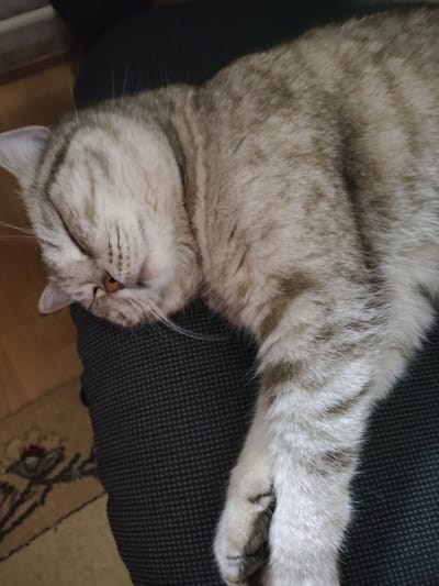 A light gray tabby cat is asleep on a dark gray patterned surface, possibly a chair. The cat is lying on its side, with its head resting on the surface and one paw extended. A small portion of a rug is visible in the lower left corner. The location is not deducible from the image.