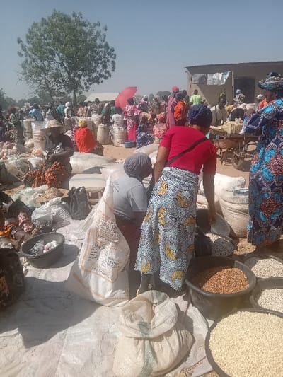 The image depicts an open-air market in Gurku Gwari, Nigeria, under a clear, bright sky. The ground is primarily dusty earth, overlaid in parts with large white polypropylene sheets and sacks serving as ground cover and display areas.
In the immediate foreground, multiple black plastic bowls are arranged on the ground, containing various grains or seeds, including light yellow, white, and reddish-brown varieties. An open white polypropylene sack and a smaller, full white sack are also visible on the ground. A black basin containing a few lighter-colored items is present. A woman wearing a red short-sleeved top and a blue and yellow patterned wrapper is bent forward, reaching into a black bowl of grains. To her left, another woman in a grey top and headwrap is in a similar crouched position. On the far right, a woman in a blue, red, and yellow patterned dress stands partially visible.
The mid-ground is densely populated with individuals, largely women, dressed in colorful traditional attire, actively engaged in market activities. They are positioned amidst numerous large, light-colored sacks, likely containing produce, which are stacked or placed on the ground. A person wearing a straw hat is seated on the left. A bright red open umbrella is visible above the crowd on the left. Towards the right, a wooden cart displays several yellow, elongated items, consistent with corn cobs, positioned near a single-story building.
The background shows a crowded extension of the market. A large, verdant deciduous tree stands prominently on the left. On the right, a building with a light-colored, possibly mud or concrete, wall and a dark, likely corrugated metal, roof is present. Clothes are hanging on a line outside this building. The scene conveys a bustling outdoor commercial environment.