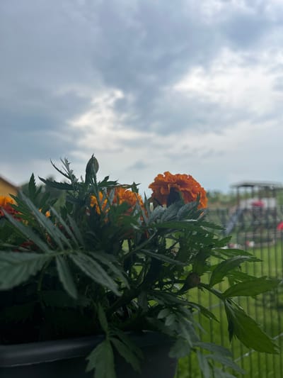 This is a close-up, low-angle shot of orange marigold flowers and their green foliage. The flowers are vibrant and detailed, with ruffled petals. A closed marigold bud is also visible, suggesting ongoing growth. The background is blurred but shows a green, fenced area, possibly a garden or yard, with a glimpse of a structure and some red accents in the distance. The sky is overcast with dramatic, cloudy formations, indicating a possibly moody or stormy weather day. The image is oriented vertically, suggesting it might be a portrait shot from a mobile device, or the photographer was looking upwards. The lighting is soft and diffused due to the cloudy sky. No people or text are visible in the image. The overall mood is natural and serene, focusing on the beauty of the blooming flowers against a dramatic sky. The location context of Haaslava, Estonia, provides a geographical setting but does not offer specific visual cues within the frame itself.