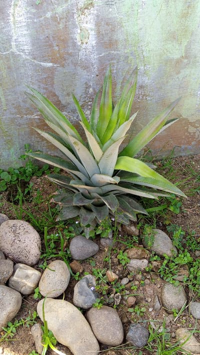 A young pineapple plant stands in the dirt in front of a textured, weathered wall. The wall has patches of green and white paint, with some areas appearing to be exposed concrete or plaster. The plant's leaves are broad and spiky, with a gradient of colors from deep green at the base to lighter green and yellowish-white at the tips. The ground around the plant is covered with dirt, small stones, and scattered green weeds. Several smooth, rounded river stones of varying sizes are arranged in the foreground. The scene appears to be outdoors, likely in a garden or yard. The location is identified as Kebonbaru, Indonesia.