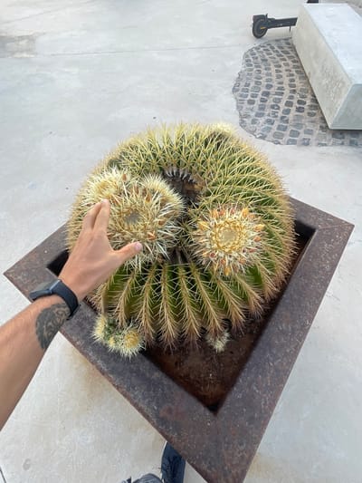 A person's hand with a tattoo and a black smartwatch is reaching towards a large, spherical barrel cactus planted in a square, weathered metal planter. The cactus has numerous sharp, yellow spines and two prominent flower buds near its apex. The planter is positioned on a light-colored, textured concrete surface. In the background, a section of dark cobblestone pavement is visible, along with a modern concrete bench and a black electric scooter. The scene suggests an outdoor urban setting, possibly in a public space in Cartagena, Spain.