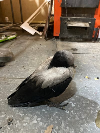 A dead bird, appearing to be a crow, lies on a concrete floor. The bird is black with a grey and white neck. Its head is tucked into its body, and its feet are visible. The floor is a mottled grey concrete, with some debris scattered across it, including what appears to be paint splatters and a small metal object. To the left of the bird, an industrial setting is visible with part of an orange and black machine, possibly a piece of equipment or a forklift, with a chain attached. There are also some wooden structures and what looks like discarded materials, including white cardboard. The lighting suggests an indoor environment, possibly a workshop or storage area. No people are visible in the image. The scene appears to be in Mamontovo, Russia.