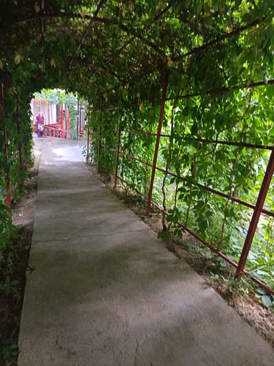 The image shows a concrete pathway leading into an archway covered in dense green foliage. The pathway is bordered by a metal railing on the right side, also entwined with vines. The foliage creates a tunnel-like effect, with sunlight filtering through the leaves, casting dappled shadows on the path. In the distance, at the end of the pathway, a person wearing a purple headscarf and a patterned bag is visible walking away from the camera. Behind them, a red railing and some buildings with white walls can be seen, suggesting an outdoor setting with some architectural elements. The overall atmosphere is serene and natural, likely indicating a park, garden, or a path through a lush area. The time of day appears to be daytime, given the presence of sunlight. No text is visible in the image.