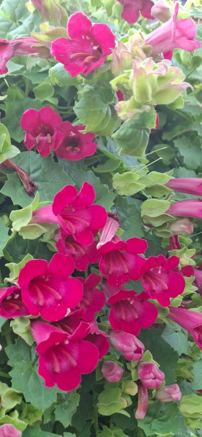 The image is a close-up, vertical shot of several bright pink, bell-shaped flowers interspersed with green leaves and buds. The flowers have ruffled edges and prominent stamens. Some buds are closed and conical, while others are partially open. The lighting suggests an outdoor setting, likely during daylight. There is no indication of any specific location within the city of Valma, Estonia, or any people or actions.