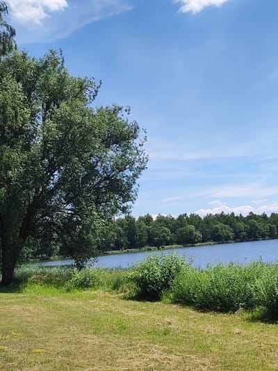This image captures a serene natural landscape under a bright, blue sky with scattered white clouds. The scene is dominated by a large body of water, likely a lake, which occupies the middle and right portions of the frame. The water is a calm, cool blue, reflecting the sky above. Along the far bank of the lake, a dense line of lush green trees forms a natural border, with a few taller, thinner trees interspersed amongst the broader canopies.
In the foreground, a grassy area transitions from dry, straw-colored patches to vibrant green. To the left, a large, mature tree with a full canopy of leaves stands prominently, its branches reaching towards the sky. Its leaves are a rich, deep green, suggesting a warm season. In front of the lake and stretching across the lower portion of the image are various green bushes and reeds, adding texture and depth to the scene.
The overall impression is one of tranquility and natural beauty. The bright sunlight and clear sky indicate a pleasant, likely warm, time of day, possibly late morning or early afternoon. There are no people or man-made objects visible, emphasizing the untouched quality of the natural setting. The location context suggests this scene is within the Kvasonava rural council in Belarus. There is no visible text in the image.