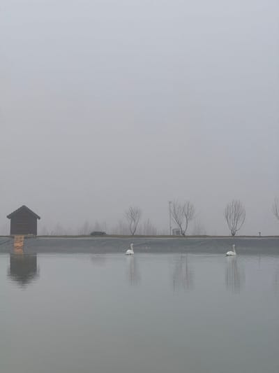 The image displays a still body of water under a uniformly gray, foggy sky in Зеленогорское сельское поселение, Ukraine. On the left, a small, dark wooden structure with a pitched roof is positioned on a raised wooden foundation at the water's edge, casting a distinct reflection. Two white swans float on the calm water; one is located in the left-center of the frame, and the second is positioned further to the right, both also reflecting in the surface. A dark, linear embankment forms the far boundary of the water. Behind this embankment, a row of bare deciduous trees is partially obscured by the dense fog. A dark-colored vehicle is visible parked on the embankment between the wooden structure and a tall metal pole with attached equipment, situated towards the right of the frame. The distant background is indistinct due to the atmospheric conditions.
