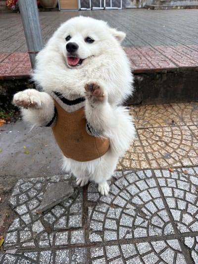 A white, fluffy dog, consistent with a Samoyed breed, stands upright on its hind legs on a paved sidewalk in An Hải Ward, Vietnam. The dog is wearing a brown V-neck sweater with black and light-colored horizontal stripes on the collar. Its front paws are raised approximately to chest height, displaying dirty pads, and its mouth is open with the tongue slightly extended, conveying an alert or expressive demeanor. The ground beneath the dog consists of interlocking light-colored concrete pavers arranged in a fan or concentric circle pattern, exhibiting visible cracks and dirt accumulation. To the immediate left of the dog, the pavement transitions to a darker, possibly wet, asphalt or concrete surface with scattered dry leaves. A vertical grey metal pole is positioned behind the dog's left side. The background is blurred, showing indistinct architectural features, possibly a building entrance or steps, consistent with an urban environment.