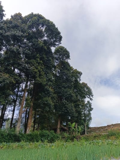 The image captures an outdoor natural landscape, likely in a rural or semi-rural area, characterized by lush greenery and a cloudy sky. The perspective is low-angle, looking upwards towards towering trees.

In the immediate foreground, occupying the bottom quarter to third of the image, is a vibrant field of green, thin, upright plants, resembling a cultivated crop like chives or spring onions. The individual stalks are visible, suggesting they are close to the viewer.

The midground is dominated by a dense stand of tall, mature trees with dark green, full canopies. Their trunks, some light brown and others darker, are visible, stretching upwards towards the sky. The leaves appear broad and glossy, creating a rich texture. Nestled among these trees, slightly to the right of the center, a small, rustic wooden structure with a dark roof can be discerned, partially obscured by foliage. Its design suggests a simple shelter or shed. To the right of this structure, there are also some banana plants with their characteristic large, green leaves.

Beyond the treeline, further to the right in the midground, a sloping hill or terraced field is visible, covered in patchy green and brown vegetation, possibly indicating another cultivated area or drier earth. Some linear patterns suggest terracing or rows of plants.

The upper half to two-thirds of the image is filled with the sky, which is predominantly overcast with soft, diffuse clouds. The lighting is consistent with a bright, yet cloud-covered day, rather than direct sunlight. There are no people or visible text in the image. The overall atmosphere is tranquil and natural, highlighting the contrast between the cultivated foreground and the wilder or forested areas beyond.