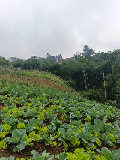The image displays an agricultural landscape located in Makilala, Philippines, under an overcast sky. The foreground is dominated by a cultivated field featuring distinct rows of mature vegetables. These include numerous dark green, round-headed cabbage plants intermingled with lighter green, frilly-leaved lettuce plants. Dark brown soil is visible between the crop rows. Ascending behind the cultivated field is a gentle slope covered with a mix of green and dry, brownish vegetation, with a narrow dirt path visible on the left side. The background consists of a dense treeline and a forested area. Tall, slender bamboo stalks are prominent on the right side of the background. Further in the distance, nestled amidst the foliage, a cluster of residential structures with reddish-brown tiled roofs and light-colored facades is discernible. No individuals or specific actions are observed within the scene.