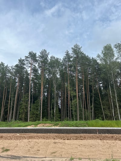 The image depicts a landscape scene in the Плешчаніцкі сельскі Савет, Belarus, dominated by a dense forest of tall, slender trees, primarily pines, with some interspersed birch trees. The trees form a thick, green canopy against a cloudy sky. In the foreground, a section of a road under construction is visible. It shows distinct layers of earth, including dark soil and lighter sandy soil. A thin layer of asphalt is present, indicating a road is being laid or repaired. The overall environment suggests a rural or semi-rural area undergoing infrastructure development adjacent to a natural wooded area. There are no people or animals visible in the image.