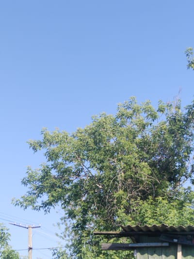 The image shows a clear, bright blue sky with the upper portion of a leafy green tree in the foreground. A wooden structure with a corrugated roof is visible at the bottom right. A utility pole with wires and insulators is partially visible on the left side of the image. The setting appears to be outdoors.