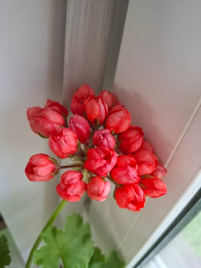 A cluster of unopened, bright pink geranium flowers is shown against a light-colored, textured background, possibly a wall and window frame. The flowers are tightly packed and in various stages of budding. A green stem and leaf are visible at the bottom left of the frame. The lighting suggests an indoor setting, possibly near a window, with a faint reflection of greenery visible in the lower right corner, indicating an outdoor scene beyond the window. The exact location within the city of Sosnovka, Russia, cannot be determined from the visual information provided.