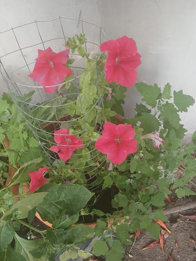 This is a close-up, high-angle shot of red petunias and other greenery in a garden setting. The flowers are vibrant pinkish-red, with delicate, ruffled petals. One flower is in full bloom, while others are partially open or have faded, showing a lighter pink interior. The petunias are growing within a wire cage, likely to support their growth. Interspersed with the petunias are large, dark green leaves of another plant, possibly goosefoot, with serrated edges. The ground beneath is visible, covered with dry soil, fallen leaves, and a few scattered orange and brown seed pods. A thin wooden stake or branch is also present. The background shows a textured, off-white wall, possibly a building exterior, which is slightly blurred. The overall impression is a natural, outdoor scene, likely in a garden or yard. The lighting suggests it's daytime, and the presence of blooming flowers indicates a season of growth, likely late spring or summer. No people or animals are visible. There is no visible text in the image. The location context provided is Mishkovo-Pohorilove, Ukraine.