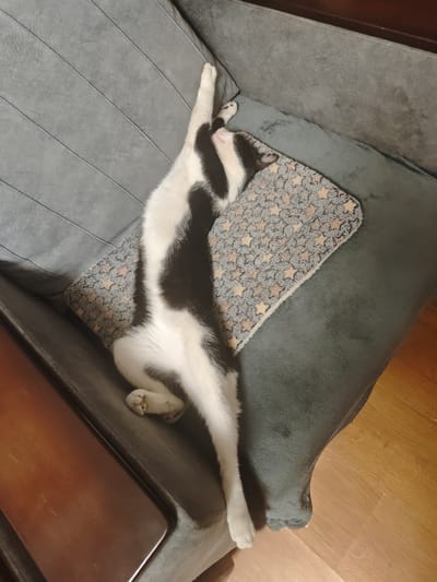 A black and white cat is stretched out, sleeping on a grey couch in Nor Kharberd, Armenia. The cat is lying on its back with its paws in the air. A small, patterned blanket is underneath the cat's body. The couch is a dark grey color and has a textured surface. The floor next to the couch is made of light brown wood. The scene appears to be indoors, likely in a home environment.
