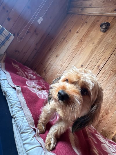 A small, light brown dog with shaggy fur sits on a red blanket with a floral pattern. The dog is positioned on a bed that appears to be in an attic space, as evidenced by the sloped wooden ceiling and walls. The dog's head is tilted upwards, and it is looking directly at the camera. Behind the bed, the wooden walls are visible, and on the wall, there is a small decorative carved face of a person. In the upper left corner, a small portion of a blue and beige checkered blanket is visible. The lighting suggests it is daytime, with sunlight streaming in from an unseen source. The scene appears to be indoors, in a residential setting.