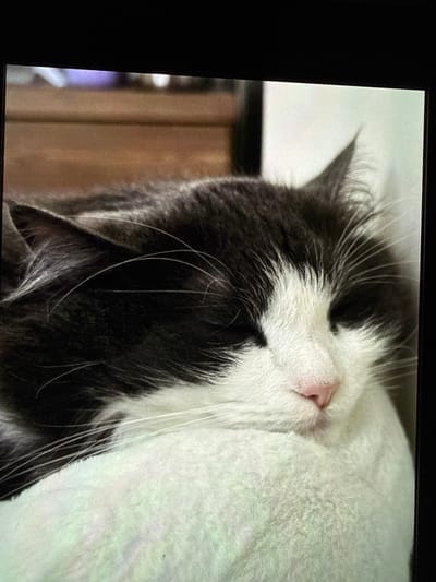 A close-up, eye-level, medium shot captures a black and white cat with its eyes closed, appearing relaxed. The cat's fur is predominantly white on its face and chest, with black markings on its head and back. Its nose is a light pink. The cat is positioned on a soft, textured surface, possibly a blanket or cushion, which is white with subtle greenish hues. In the background, out of focus, is a wooden surface, likely furniture, and a hint of a purple object. The image has a slight tilt. The specific location in Mokpo-si, South Korea cannot be determined from the visual information provided.