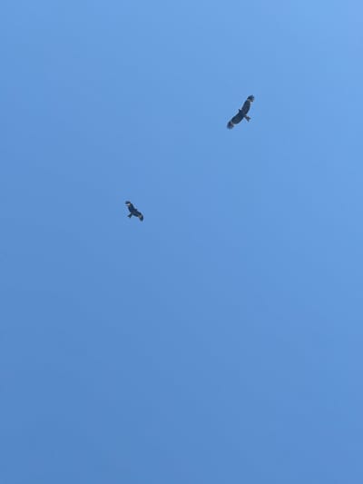 Two birds of prey are captured in flight against a clear blue sky. The bird in the foreground is closer to the viewer and positioned towards the lower left of the frame, with its wings outstretched and slightly angled downwards. The second bird, further away and higher up in the frame, is located towards the upper right. It also has its wings spread wide, showcasing its silhouette against the sky. Both birds appear to be dark in color. The environment is solely defined by the expansive, cloudless sky, suggesting an open-air setting. There is no visible indication of the city of Maksimovshchina, Russia, in this image.