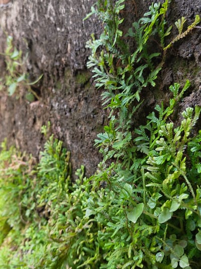 The image shows a close-up view of a damp, textured, dark gray concrete wall with various species of green mosses and small ferns growing on its surface. The vegetation is lush and covers a significant portion of the wall, with some plants appearing to be climbing upwards. The lighting suggests an outdoor environment, likely with diffused natural light. There are no people or animals visible in the image. The overall impression is one of a natural, overgrown surface, possibly in a humid or shaded area. The location of Ubitpayaitek, Indonesia, is not directly discernible from the image itself but provides context for the type of climate and vegetation that might be found there.