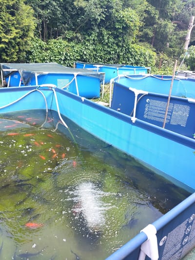 This media file depicts an outdoor scene with several large, blue, above-ground swimming pools. The pools are filled with murky green water and contain numerous small, orange fish, likely goldfish or koi, swimming near the surface. Some pools also appear to have darker, larger fish submerged in the water. One pool in the foreground has an air stone actively bubbling, creating a spray of white foam. The pools are set up in a garden or natural setting, with lush green trees and foliage forming a dense background. Sunlight is visible, suggesting it is daytime, likely a bright and possibly warm day given the foliage and the use of outdoor pools. The setting appears to be a farm or a residential area with significant outdoor space, possibly used for fish cultivation or a large hobbyist fish keeping operation.

Visible text includes "INTEX" on one of the pool frames. On the side of a pool in the middle ground, there is text and a series of warning symbols, including "WWW.BESTWAYCORP.COM". The overall impression is one of an active, thriving aquatic environment in a natural, somewhat unkempt outdoor space. There are no people visible in the media.
