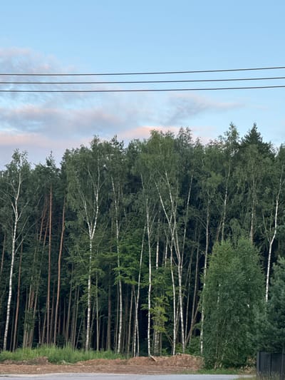 A frontal, eye-level, medium shot captures a dense forest edge against a pale blue sky with wispy pink and white clouds. Three parallel black wires stretch horizontally across the upper portion of the frame. The trees in the foreground are predominantly birch trees with distinctive white bark and slender trunks, interspersed with darker, taller pine trees. The forest floor is covered with lush green grass and brown soil. A portion of a gray asphalt road is visible in the lower foreground. The scene is devoid of any people or animals, and no specific actions or interactions are depicted. The environment appears to be a natural, undeveloped area on the outskirts of Pchelka, Russia.