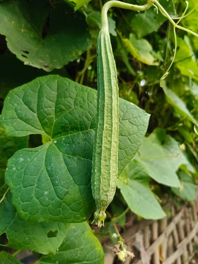 A ridge gourd hangs from a vine, its ribbed green skin prominent against a backdrop of lush green leaves. The gourd is the central focus, elongated and slightly curved, with distinct ridges running its length. Several large, veined leaves are visible, some with minor imperfections. The vine also shows tendrils. In the lower part of the image, a small cluster of pale flowers is present, along with several ants crawling on the gourd's stem and near the flowers. The background is softly blurred, suggesting a garden or natural setting, with hints of a wooden fence. The image appears to be taken outdoors in the city of Meuliek, Indonesia.