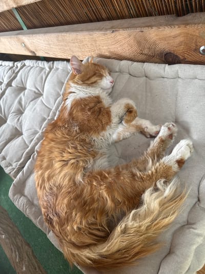 A ginger and white cat is sleeping curled up on a light-colored, tufted cushion. The cushion is placed on a surface with a green floor visible below and to the left. Above the cushion, there is a wooden beam and a thatched roof structure. The scene appears to be outdoors or in an open-air setting. The cat's fur is long and appears slightly dishevelled. Its paws are tucked in, and its tail is wrapped around its body. The cat's eyes are closed, and its nose is pink. The lighting suggests it is daytime. The image was taken in the city of Kaloyanovo, Bulgaria.