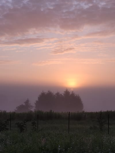 The image depicts a serene sunrise over a rural landscape. The sky is filled with soft, pastel-colored clouds, transitioning from a pale pink and orange near the horizon to a muted purple at the top. The sun is partially visible, peeking through a layer of fog that blankets the mid-ground. A silhouette of trees, likely coniferous, forms a dark line against the misty glow. In the foreground, a grassy field is visible, dotted with small white wildflowers and some scattered plants. A simple wire fence with wooden posts runs horizontally across the field, suggesting agricultural land. The overall atmosphere is tranquil and evocative of early morning in a natural setting. The location is identified as Navapolski Sel'ski Savet, Belarus.