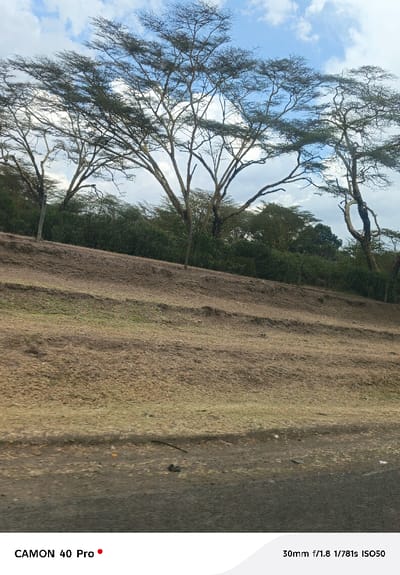 The image depicts an outdoor natural landscape in Malewa West ward, Kenya, under a partially cloudy blue sky. In the immediate foreground, a dark, horizontal strip of ground, possibly a road edge or compacted earth, is visible, with small scattered debris including twigs and light-colored specks. Above this, a gradual uphill slope dominates the midground, characterized by dry, yellowish-brown grass and exposed light brown soil. The slope exhibits multiple horizontal, undulating contours, suggesting terracing or erosion patterns. Patches of greener vegetation are sparsely interspersed among the dry grass. Further up the incline, forming a dense background, is a line of dark green shrubs and smaller trees. Towering above these and extending across the upper frame are several mature, large-branched trees, consistent with Acacia species, displaying light-colored trunks and branches with relatively sparse, dark green foliage forming wide canopies. No individuals, animals, or active interactions are visible in the scene. The overall environment appears rural and arid, captured during daylight hours.