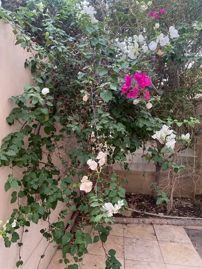 The image captures a lush bougainvillea plant with vibrant pink and white bracts cascading down a textured, light-colored wall. The plant's green foliage is dense, with some branches exhibiting thorny stems. The ground beneath the plant is covered in dry soil and leaves, with a paved stone area visible in the foreground. In the background, a tree trunk and more dry branches are present. The overall scene suggests an outdoor setting, possibly a courtyard or garden area in a residential or public space within Legenda, Egypt. No people are present in the image.