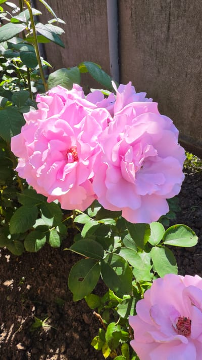 The image displays a close-up view of several pink roses blooming in a garden. The roses are in various stages of bloom, with the largest two in the foreground showing intricate petal structures and prominent stamens. Lush green leaves surround the flowers, some of which are partially in shadow. In the background, a textured, light brown wall is visible, with a vertical grey pipe or post. The ground beneath the roses appears to be dark soil, with some scattered debris. The lighting suggests a sunny day, casting distinct shadows. The scene is outdoors, likely a residential garden or park. There are no people or animals depicted in the image. The location is identified as Krasnochervonnyi, Russia.
