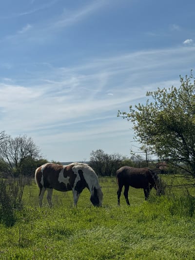 This image captures a serene pastoral landscape in San Stefano, Bulgaria, under a bright blue sky. The scene is dominated by two horses grazing in a lush green field.

In the mid-ground, a distinctive piebald horse, featuring prominent patches of brown and white, stands with its head slightly lowered towards the vibrant green grass, suggesting it is grazing. Further back and to the right, a second horse, dark brown or black in color, is also present, standing amidst the greenery.

The ground is covered in dense, rich green grass that appears well-maintained. The background is framed by a variety of trees; some are filled with fresh, light green leaves, indicating a spring setting, while others are deciduous with bare branches, adding depth to the scene. Distant structures or buildings are faintly visible through the trees on the right side.

The sky above is a clear, expansive blue, adorned with delicate, wispy white clouds that stretch across the frame, adding texture and a sense of open space. The bright, even lighting suggests it is daytime, likely a pleasant morning or afternoon. The overall impression is one of tranquility and natural beauty. There is no visible text in the image.