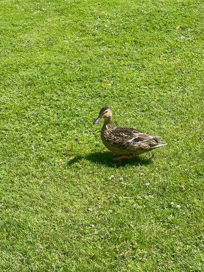 A female mallard duck is standing on a well-maintained green lawn. The duck is facing to the left of the frame and is casting a shadow to its left. The duck has brown and tan plumage with a blue speculum on its wings. The lawn is a typical city park grass, with some clover and small white flowers scattered throughout. The scene is lit by bright sunlight, indicating it is daytime. No specific landmarks or buildings are visible in the image that would suggest its location within Horsens, Denmark.