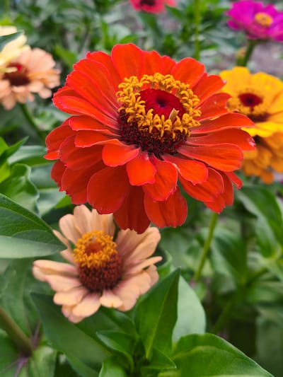The image shows a close-up view of several colorful zinnia flowers in a garden. The most prominent flower in the foreground is a vibrant orange-red zinnia, with delicate, ruffled petals and a rich, textured center composed of yellow and dark red florets. To the left and slightly behind it is a paler peach-colored zinnia, also in bloom. In the background, hints of other zinnias in yellow and magenta can be seen, blurred by the shallow depth of field. The flowers are surrounded by lush green foliage, suggesting a well-tended garden. The lighting is soft, indicating it might be daytime, possibly early morning or late afternoon, with the sun illuminating the petals. The scene depicts a natural, outdoor environment, likely a garden in Slobozia-Chișcăreni, Moldova. There are no people or animals visible in the frame.