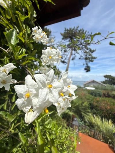 This rotated portrait image captures a vibrant outdoor scene, likely in Lège-Cap-Ferret, France, under bright, clear daylight. The foreground is dominated by multiple clusters of white flowers, possibly from a Solanum species like the Potato Vine. Each flower features five delicate white petals and a striking bright yellow center with visible stamens, creating a fresh and vivid contrast against the green foliage. The flowers are surrounded by lush, healthy green leaves and intertwining vines, indicating a thriving plant.
In the background, a wide expanse of clear blue sky with scattered wispy white clouds is visible, suggesting sunny and pleasant weather conditions. A large tree with a dark trunk and green canopy stands out against the sky, adding depth to the natural landscape. Further into the background, partially obscured by greenery, is a section of a building with a distinctive reddish-brown tiled roof, indicative of local architecture. The overall setting suggests a garden or a well-vegetated area with a natural and serene atmosphere. There is no visible human activity or text in the image.