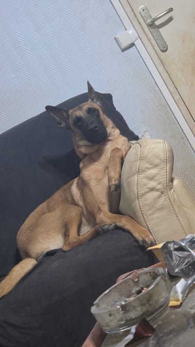 A tan Belgian Malinois dog is lying on its back on a black fabric-covered surface, partially supported by a light tan leather cushion, and resting its paws on a person wearing black pants. The dog's head is oriented towards the left edge of the frame. A dirty, translucent plastic container filled with debris is visible in the upper right portion of the image, held by the person wearing the black pants. The flooring is a light blue herringbone pattern. In the upper left corner of the image, a white door with a silver handle is visible. The location is Magny-les-Hameaux, France.