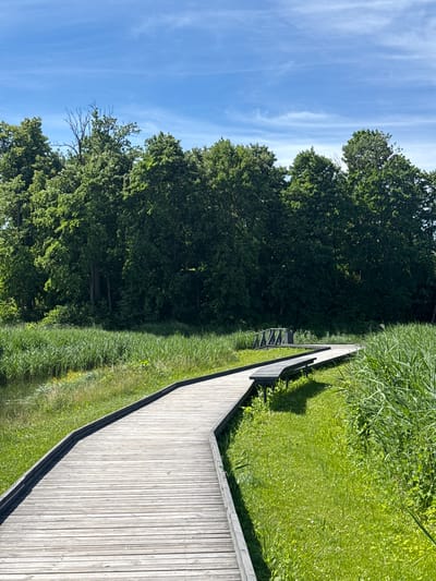 The image depicts a wooden boardwalk winding through a natural environment. The boardwalk is constructed of weathered wooden planks and has a dark railing along its edges. It curves to the left in the foreground and then straightens before curving again towards a small wooden bridge in the mid-ground. To the left of the boardwalk, there is a body of water with tall green reeds growing along its edge, transitioning into lush green grass and vegetation. To the right of the boardwalk, there is an area of vibrant green grass with scattered small white wildflowers and more tall reeds. In the background, a dense line of mature green trees forms a solid wall of foliage. Above the trees, a bright blue sky is visible with thin, wispy white clouds. There are no people or animals present in the image. The scene appears to be a park or nature reserve. Based on similar imagery, this scene is likely located in Dobele, Latvia, possibly within the city's nature areas or parks that feature boardwalks.