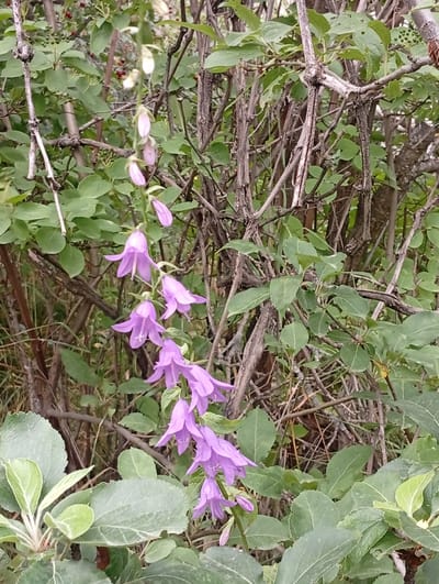 In Arashan, Kyrgyzstan, a close-up shot captures a cluster of delicate, bell-shaped purple flowers cascading down a stem. The flowers, with their distinct flared petals and visible stamen, are nestled amongst lush green leaves and a tangle of dry, brown branches. The background is a blur of foliage and woody stems, suggesting a natural, untamed environment.