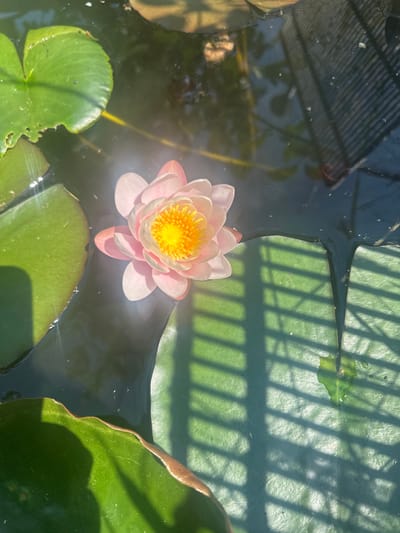 The image, located in Bryastovets, Bulgaria, presents an overhead view of a water feature, likely a pond or basin, containing aquatic plants under direct sunlight.

Central to the composition is a single, fully bloomed water lily (Nymphaea) positioned slightly right of the vertical center. The flower displays pale pink to white petals, radiating outwards from a dense, bright yellow center comprising numerous stamens and pistil structures.

Surrounding the water lily are several green lily pads (Nymphaea leaves) of varying sizes. One large, roughly circular pad occupies the upper-left quadrant, exhibiting minor irregular indentations along its edge and some glistening water droplets on its surface. Another prominent lily pad extends across the lower portion of the frame, showing a clear, grid-like shadow pattern cast upon it. The water itself is dark, appearing largely opaque, but reflects elements from the environment.

Reflections of an overhead, grid-like structure, consistent with a trellis, pergola, or greenhouse roof, are distinctly visible on the water surface, particularly in the upper-right quadrant, and continue onto the lower lily pad. Other lighter, indistinct reflections and glints of sunlight are present on the water surface and edges of the lily pads. Small white specks, possibly dust or debris, are scattered across the water's surface. No human figures or direct human interactions are depicted.