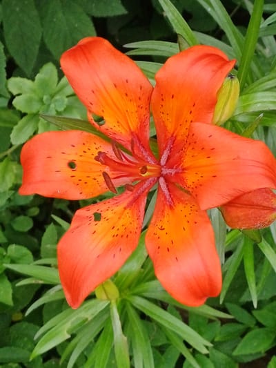 A close-up, top-down view shows a vibrant orange lily in full bloom. The flower has six petals, each speckled with dark red spots. The center of the lily reveals its stamens and pistil, with the pistil appearing to be tipped with yellow. Surrounding the flower are lush green leaves and a budding lily bud, also in a shade of orange. The setting is outdoors, with natural light suggesting daytime. The detailed focus on the lily and its surrounding foliage implies a garden or natural environment. No people, text, or specific weather conditions are discernible. The overall impression is one of natural beauty and the delicate intricacies of a blooming flower.