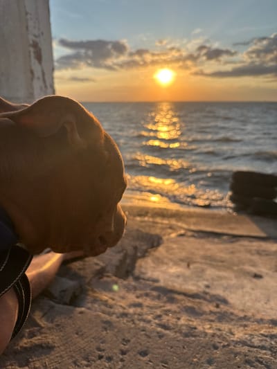 An outdoor, close-up, eye-level, sideways shot focuses on the profile of a brown pit bull puppy's head as it looks out over the sea at sunset. The puppy's head is in the lower left quadrant of the frame, with its body out of frame to the left. The puppy's ears are perked up. It appears to be wearing a blue collar. The puppy is resting on what looks like a concrete surface, with a person's arm visible behind the puppy, also resting on the concrete. The background consists of the sea and sky. The sun, a bright orb, is visible in the upper center of the frame, low on the horizon, casting a shimmering, golden reflection on the choppy water. The sky is a mix of pale blue and orange hues, with scattered clouds. In the mid-ground, to the right of the frame, a stack of dark, round objects, possibly tires, are partially submerged in the water near the shore. The shore itself appears to be made of concrete or rocks. The overall scene suggests a serene moment at the end of the day. This scene is consistent with the coastal landscape of Zatoka, Ukraine, which is known for its beaches and Black Sea views.