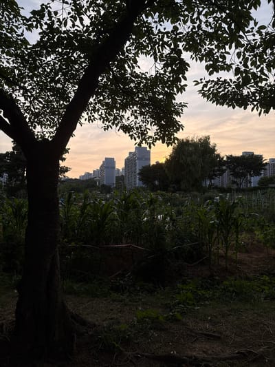 The image depicts a garden patch with corn stalks in the foreground, set against a backdrop of apartment buildings in Ansan, South Korea. A silhouetted tree trunk and branches dominate the left side of the frame, with its leaves obscuring parts of the sky. The sky is illuminated by the soft glow of sunset, casting a warm light and creating a hazy effect. Several tall apartment buildings are visible in the distance, some with visible windows and architectural details. The garden itself appears to be a community or individual allotment, with rows of plants and some fencing. The overall atmosphere is one of a transition from day to evening, with urban development encroaching on a cultivated natural space.