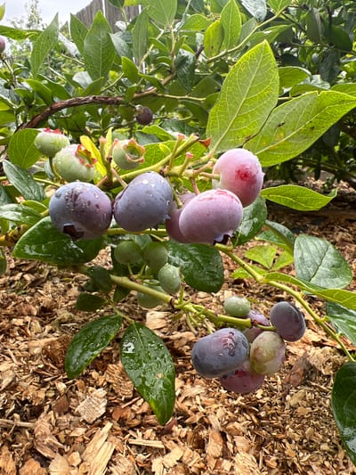 A close-up, eye-level shot captures a branch of a blueberry bush laden with ripe and ripening berries, set against a backdrop of green leaves and a cloudy sky. The berries display a gradient of colors, from unripe green to pink and deep purple, many speckled with water droplets, suggesting recent rain. The bush is situated outdoors, with a ground cover of wood chips visible at the bottom of the frame. A blurred wooden fence is discernible in the far background. The scene is devoid of any people or animals. The location is the village of Бучацінскі сельскі Савет, Belarus.