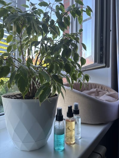 A tall, potted Ficus benjamina plant with variegated green and cream leaves stands on a white windowsill. The plant is in a white geometric-patterned pot. To the right of the plant, three clear spray bottles with black or clear caps are lined up on the windowsill. One bottle contains a light blue liquid, another a golden-colored liquid, and the third a clear liquid. Behind the bottles, a beige, oval-shaped pet bed with a plush interior is visible. The windowsill is positioned in front of a window that shows vertical blinds and a view of the sky. The scene appears to be indoors, likely in a residential setting in Gukovo, Russia, given the lighting and indoor furnishings. There are no people or animals present in the image.