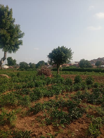 This media file depicts an outdoor scene in Gwagwa, Nigeria. The primary subjects are a field of green crops, several trees, and some scattered buildings in the background. The crops appear to be low-lying plants, possibly vegetables or legumes, growing in rows on reddish-brown soil. Two prominent trees stand out: one on the left with a thick, gnarled trunk and lush green foliage, and another in the middle ground with a more slender trunk and a rounded canopy. Beyond the field, a cluster of buildings with various roof colors, including red and grey, suggests a residential area or small village. A pile of dry branches or firewood is visible to the right of the middle ground tree.

The activity taking place is not explicitly shown, but the cultivated field implies agricultural work or the passive growth of crops. The setting is rural, characterized by natural vegetation and open space. The time of day appears to be late morning or early afternoon, given the bright, diffused sunlight and the clear sky, though there are a few faint clouds present. The weather seems pleasant and likely warm, typical of the region. There is no visible text in the image. The overall impression is one of a rural landscape in Nigeria, likely a farming community.